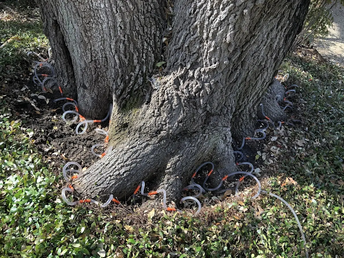 Detailed Tree Cabling and Bracing job site in Pontiac